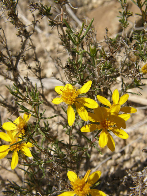 Thymophylla acerosa (Prickly-leaf dogweed) #78903