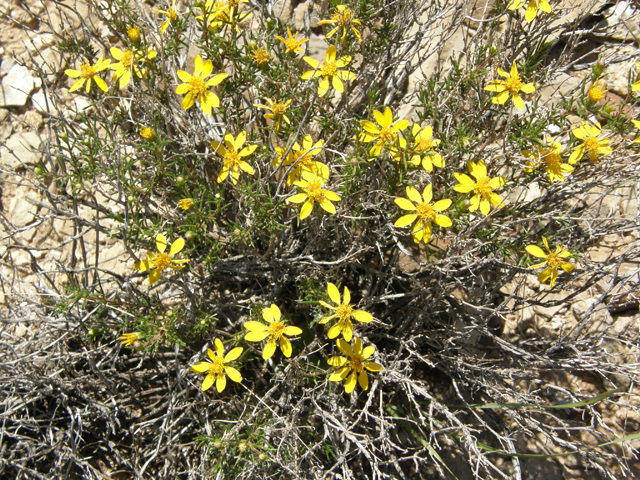 Thymophylla acerosa (Prickly-leaf dogweed) #78904