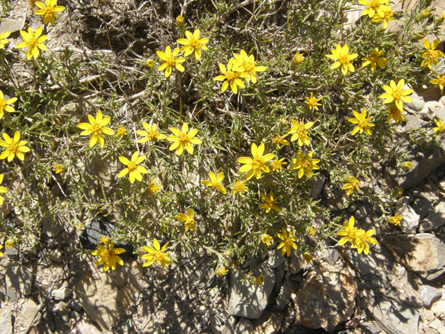 Thymophylla acerosa (Prickly-leaf dogweed) #78905