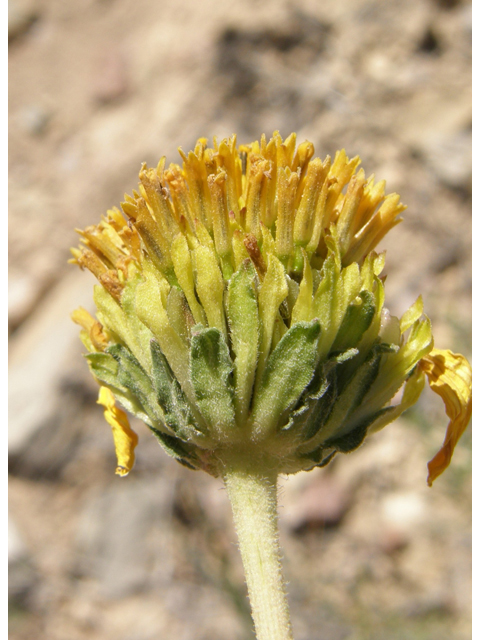 Verbesina rothrockii (Rothrock's crownbeard) #78908