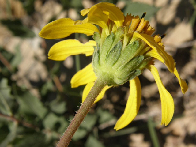 Verbesina rothrockii (Rothrock's crownbeard) #78909