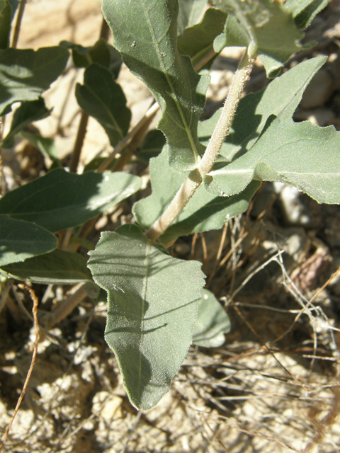 Verbesina rothrockii (Rothrock's crownbeard) #78910