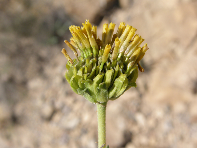 Verbesina rothrockii (Rothrock's crownbeard) #78913