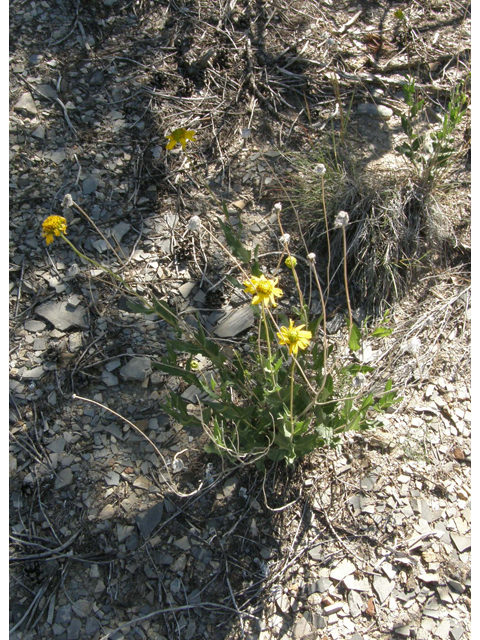 Verbesina rothrockii (Rothrock's crownbeard) #78920