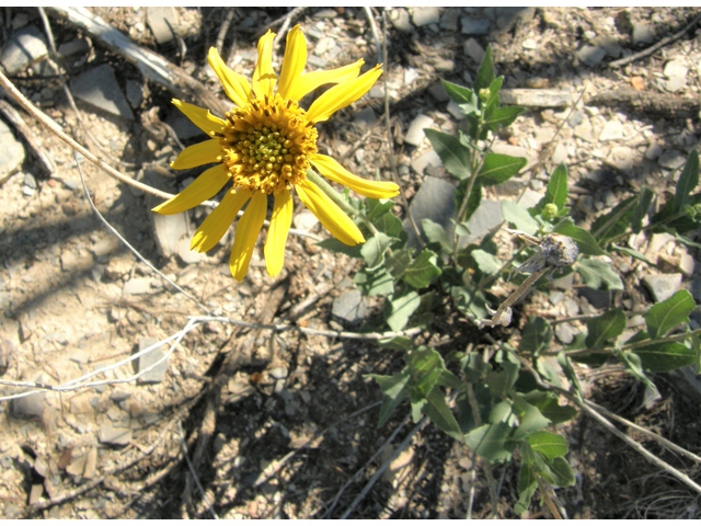 Verbesina rothrockii (Rothrock's crownbeard) #78922