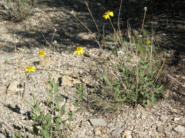 Verbesina rothrockii (Rothrock's crownbeard) #78923