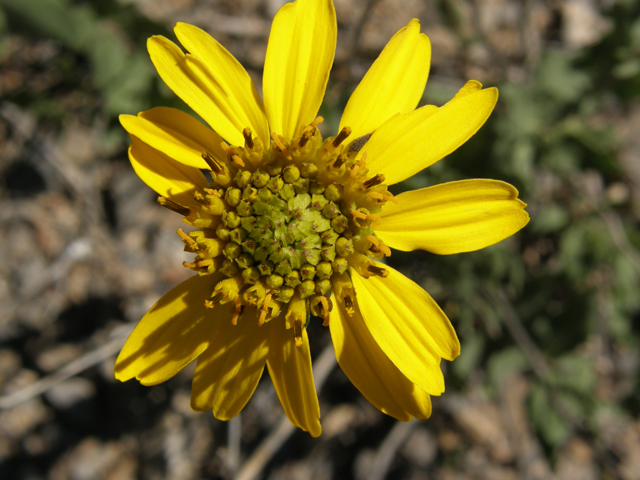 Verbesina rothrockii (Rothrock's crownbeard) #78925