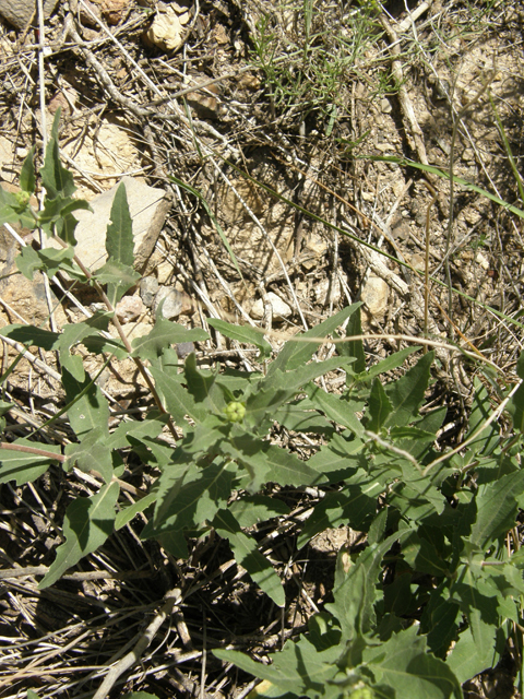 Verbesina rothrockii (Rothrock's crownbeard) #78928