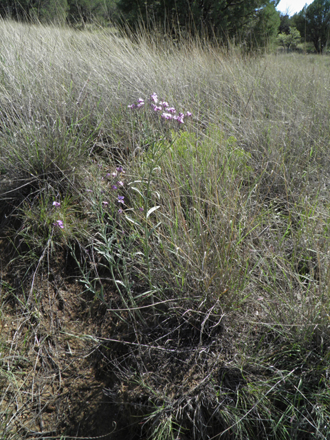 Schoenocrambe linearifolia (Slimleaf plainsmustard) #78951