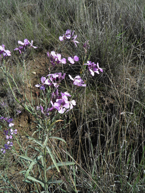 Schoenocrambe linearifolia (Slimleaf plainsmustard) #78952