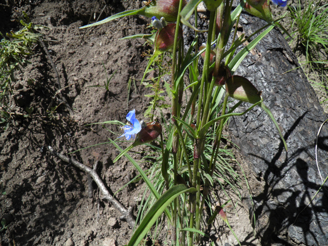 Commelina dianthifolia (Birdbill dayflower) #78954