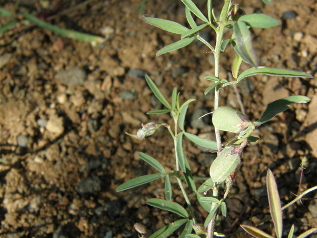 Crotalaria pumila (Low rattlebox) #78967