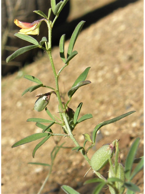 Crotalaria pumila (Low rattlebox) #78968