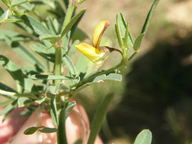 Crotalaria pumila (Low rattlebox) #78969