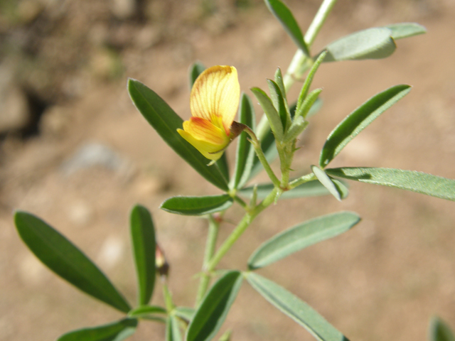 Crotalaria pumila (Low rattlebox) #78970