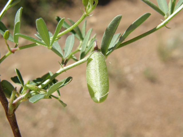 Crotalaria pumila (Low rattlebox) #78971