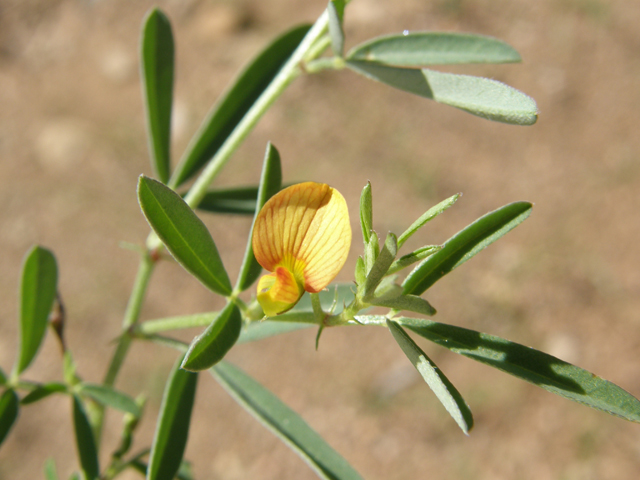 Crotalaria pumila (Low rattlebox) #78974