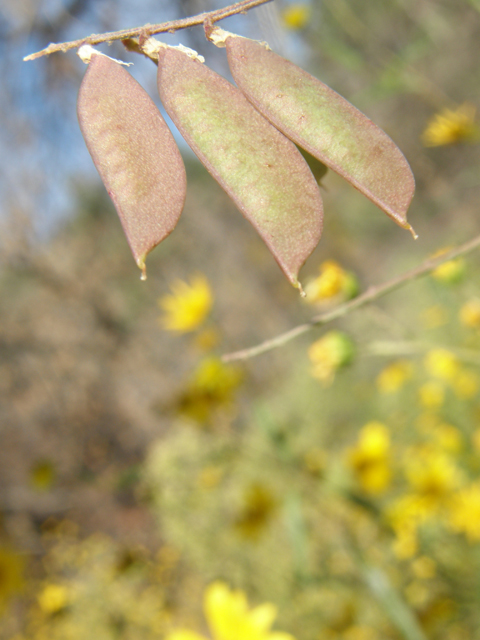 Vicia pulchella (Sweetclover vetch) #79083