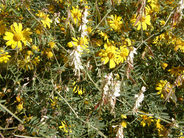 Vicia pulchella (Sweetclover vetch) #79084