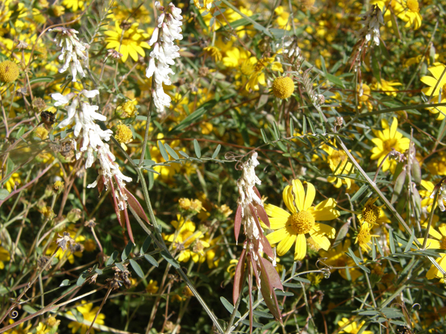 Vicia pulchella (Sweetclover vetch) #79085