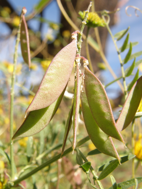 Vicia pulchella (Sweetclover vetch) #79089