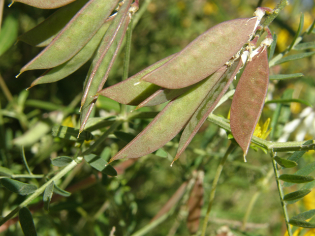 Vicia pulchella (Sweetclover vetch) #79090