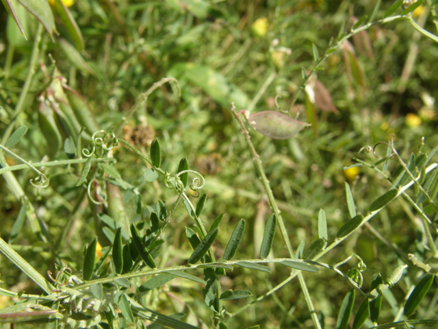 Vicia pulchella (Sweetclover vetch) #79093