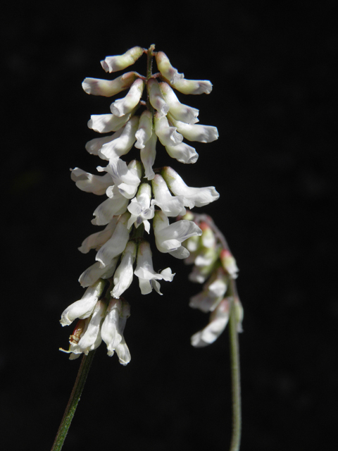 Vicia pulchella (Sweetclover vetch) #79094