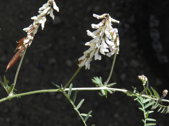 Vicia pulchella (Sweetclover vetch) #79095