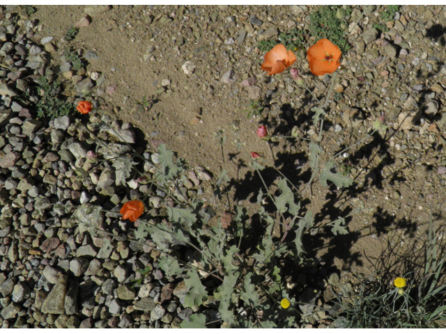 Sphaeralcea laxa (Caliche globemallow) #79164