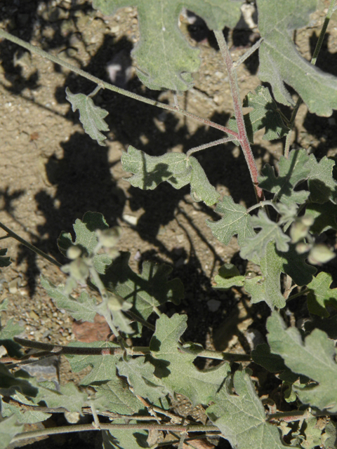 Sphaeralcea laxa (Caliche globemallow) #79166