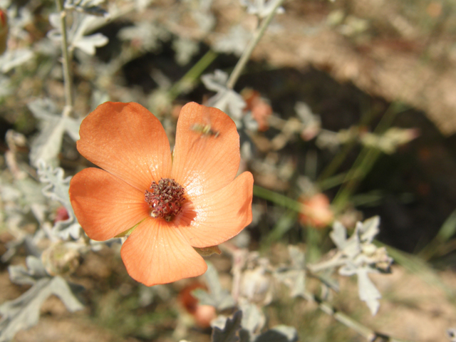 Sphaeralcea laxa (Caliche globemallow) #79167