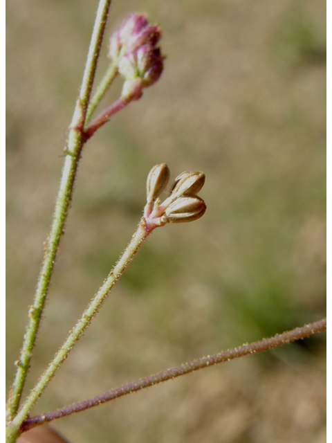 Boerhavia purpurascens (Purple spiderling) #79182