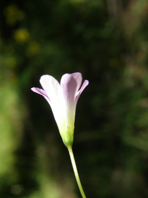 Oxalis alpina (Alpine woodsorrel) #79216