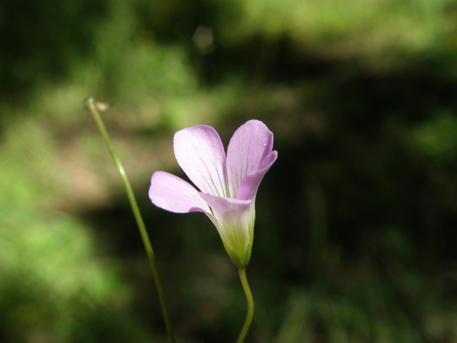 Oxalis alpina (Alpine woodsorrel) #79217