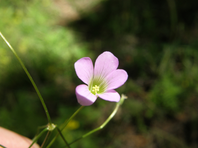 Oxalis alpina (Alpine woodsorrel) #79218