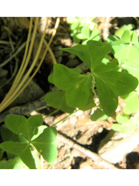 Oxalis alpina (Alpine woodsorrel) #79219