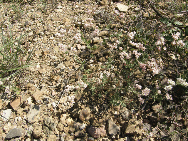 Eriogonum abertianum (Abert's buckwheat) #79257