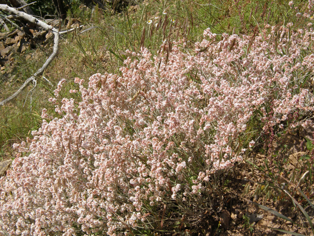 Eriogonum wrightii var. wrightii (Wright's buckwheat) #79258