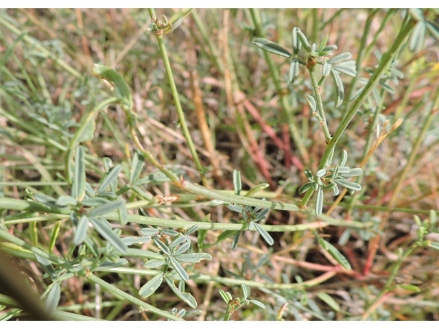 Dalea candida var. oligophylla (Fewleaf white prairie clover) #79425