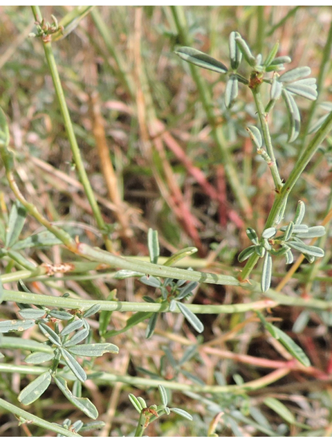 Dalea candida var. oligophylla (Fewleaf white prairie clover) #79426