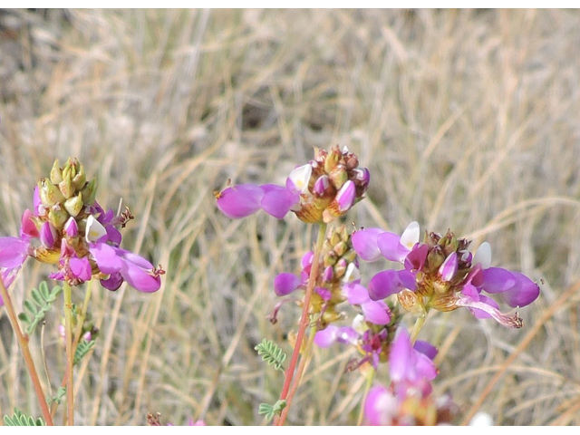 Dalea frutescens (Black dalea) #79432