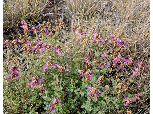 Dalea frutescens (Black dalea) #79434