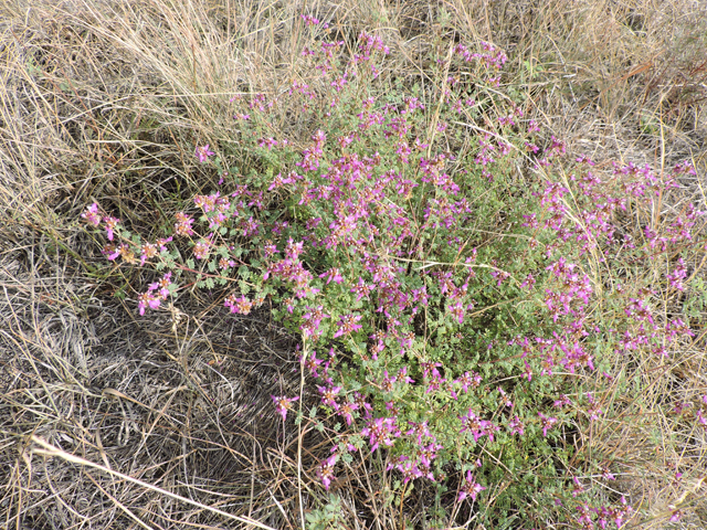 Dalea frutescens (Black dalea) #79442