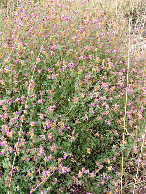 Dalea frutescens (Black dalea) #79450