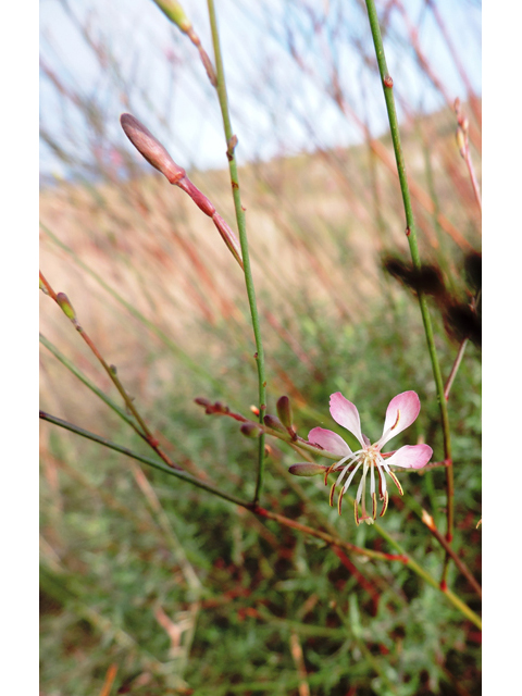 Oenothera calcicola (Texas beeblossom) #79459