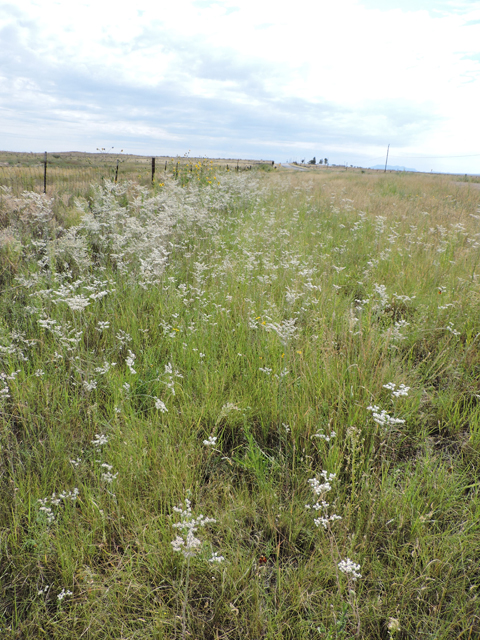 Eriogonum annuum (Annual buckwheat) #79461