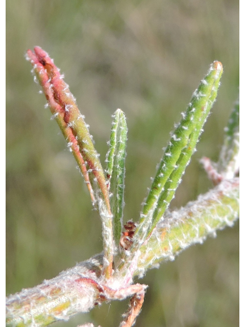 Eriogonum annuum (Annual buckwheat) #79463