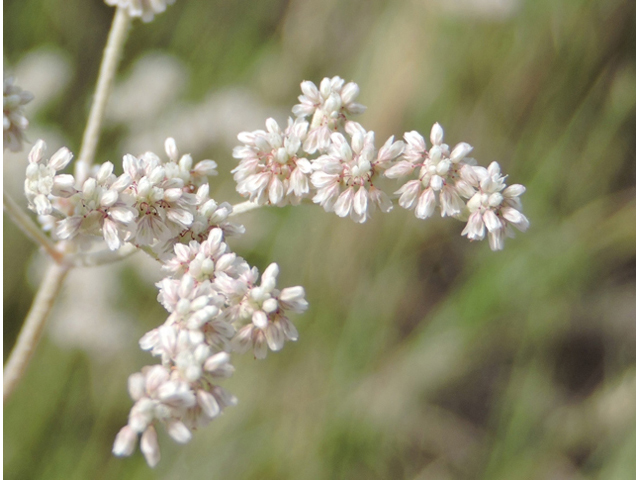 Eriogonum annuum (Annual buckwheat) #79467