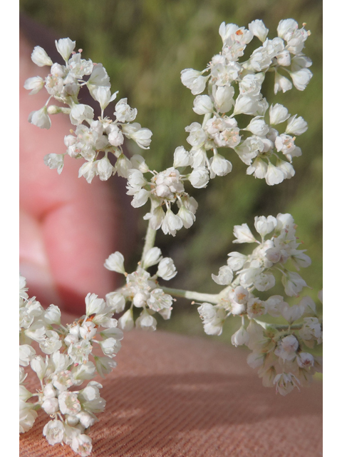 Eriogonum annuum (Annual buckwheat) #79470